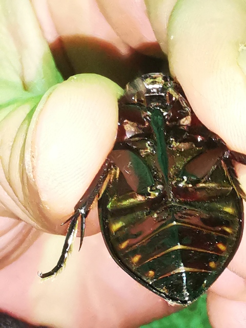 Hydrophilus piceus - közönséges óriáscsibor