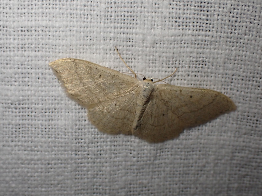 Idaea straminata - szalmasárga sávosaraszoló