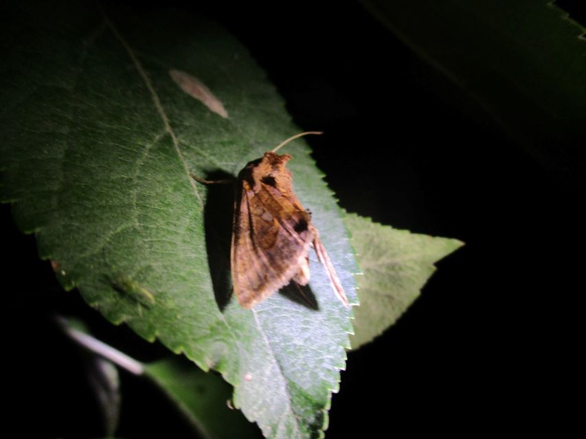 Chrysodeixis chalcites - déli aranybagoly