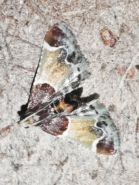 Pyralis farinalis - lisztilonca