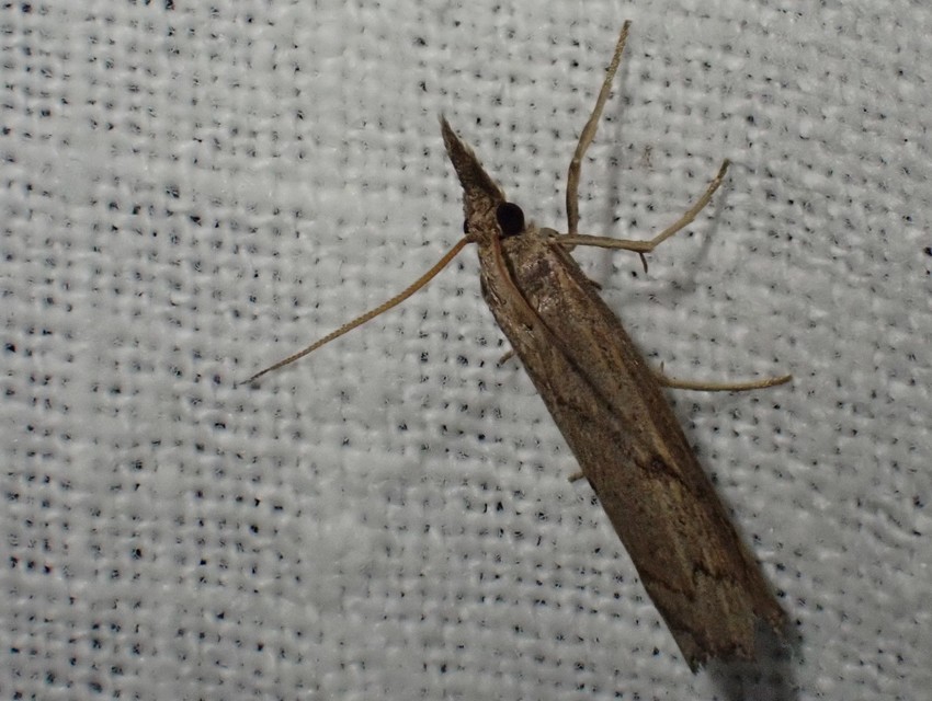 Pediasia contaminella - mocskos fűgyökérmoly