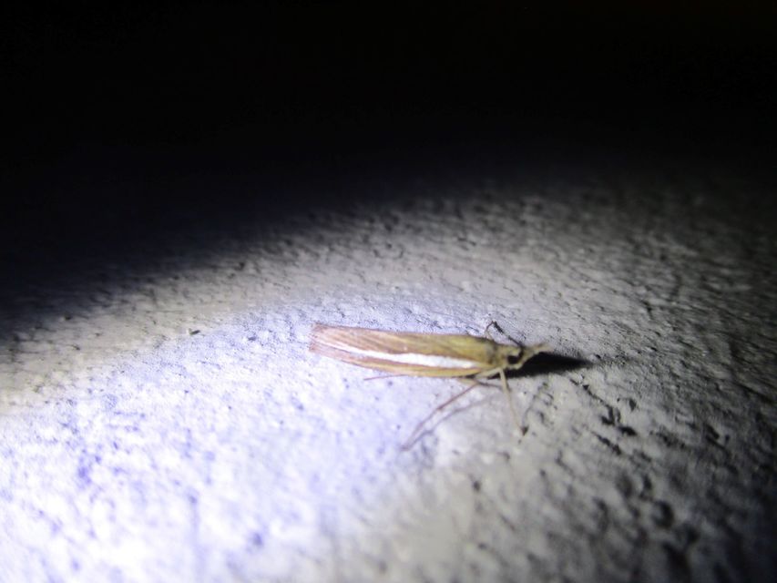 Agriphila