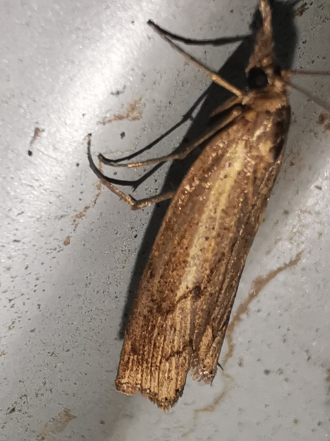 Pediasia contaminella - mocskos fűgyökérmoly