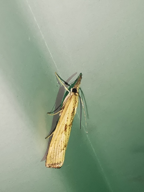 Agriphila inquinatella - közönséges fűgyökérmoly