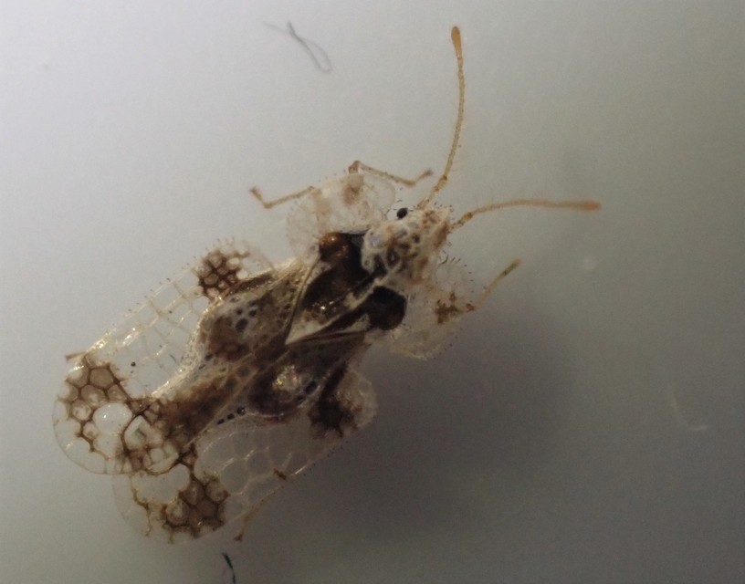 Corythucha arcuata - tölgy-csipkéspoloska