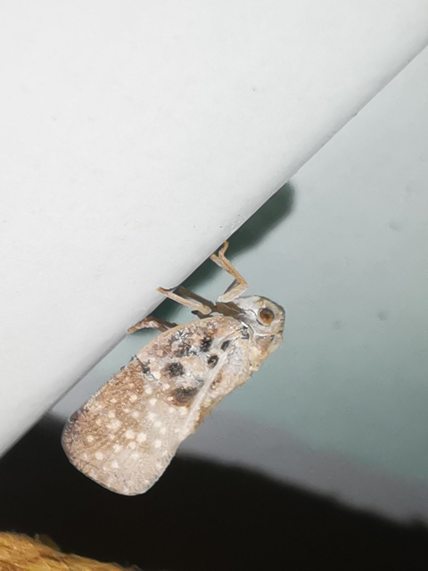 Metcalfa pruinosa - amerikai lepkekabóca