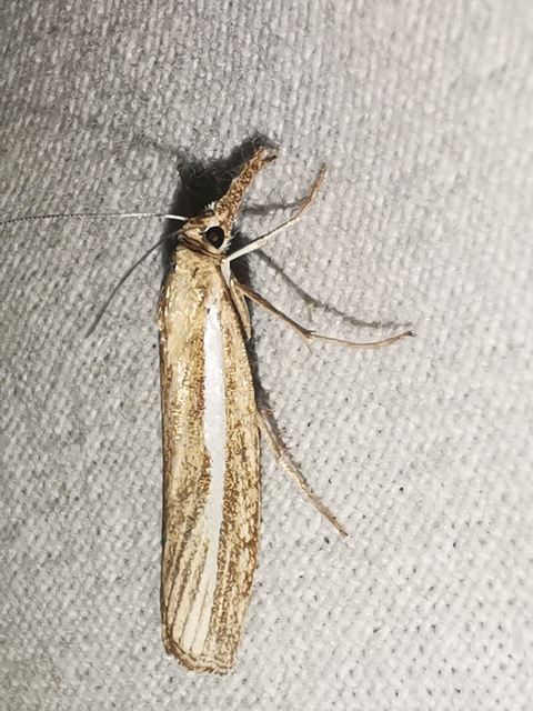 Agriphila