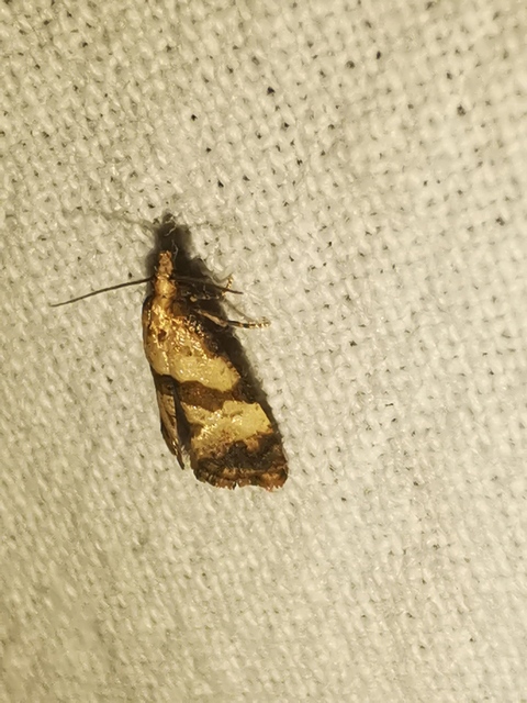 Phalonidia contractana - pipitér-fúrómoly