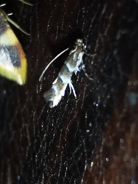 Cameraria ohridella - vadgesztenye-sátorosmoly