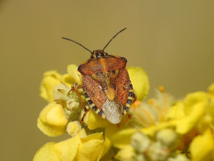 Carpocoris
