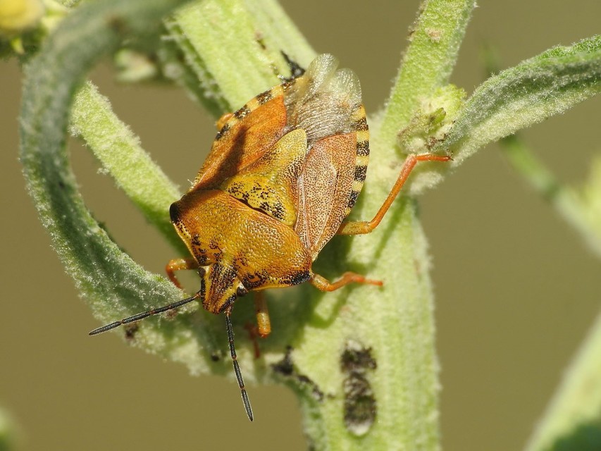 Carpocoris