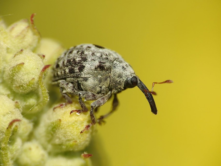 Cionus thapsus - kis ökörfarkkóró-gömbormányos