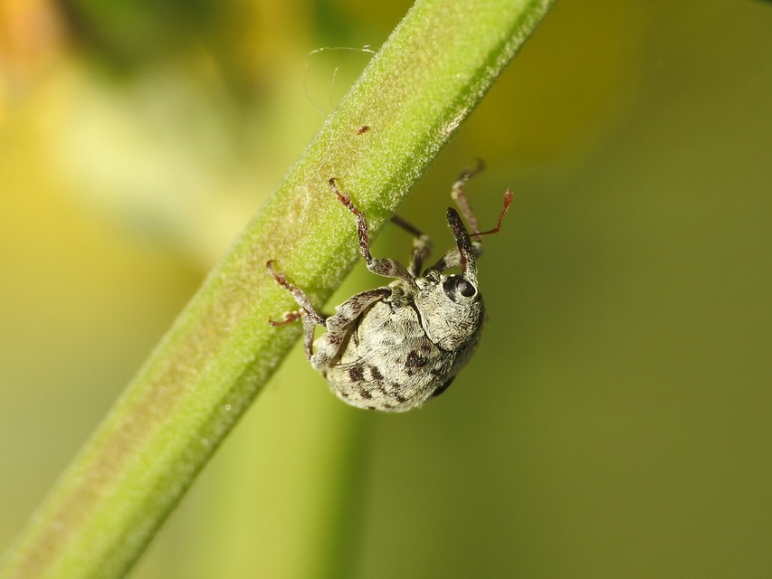 Cionus thapsus - kis ökörfarkkóró-gömbormányos