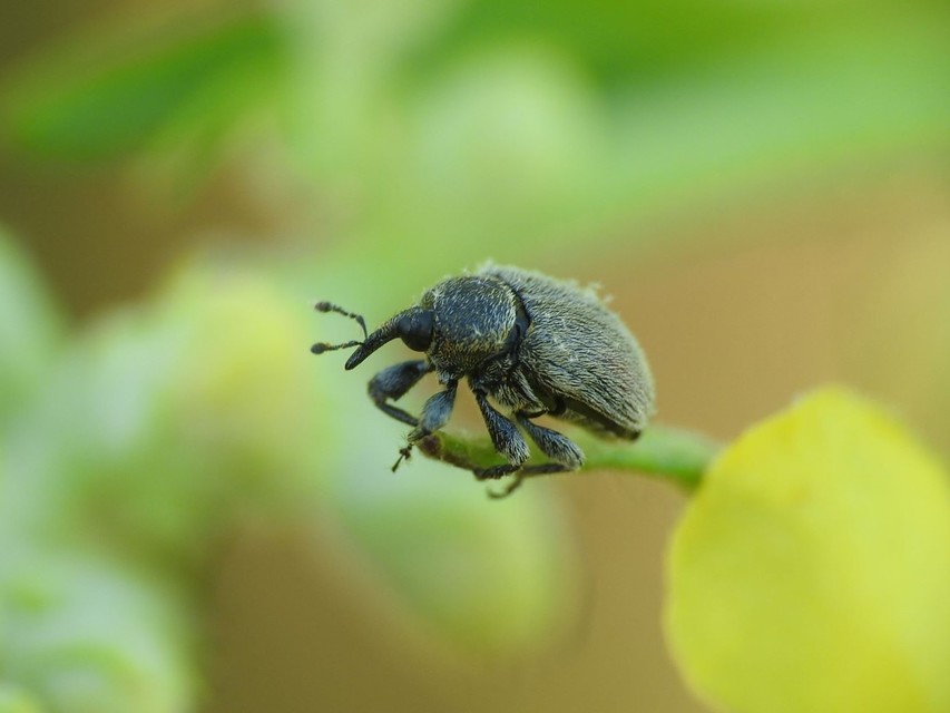 Rhinusa tetra - magtoklakó ökörfarkkóró-ormányos