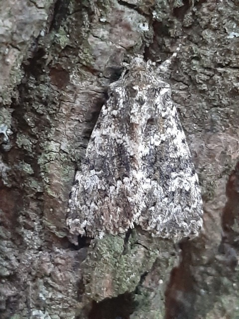 Polymixis polymita - kankalin-tarkabagoly