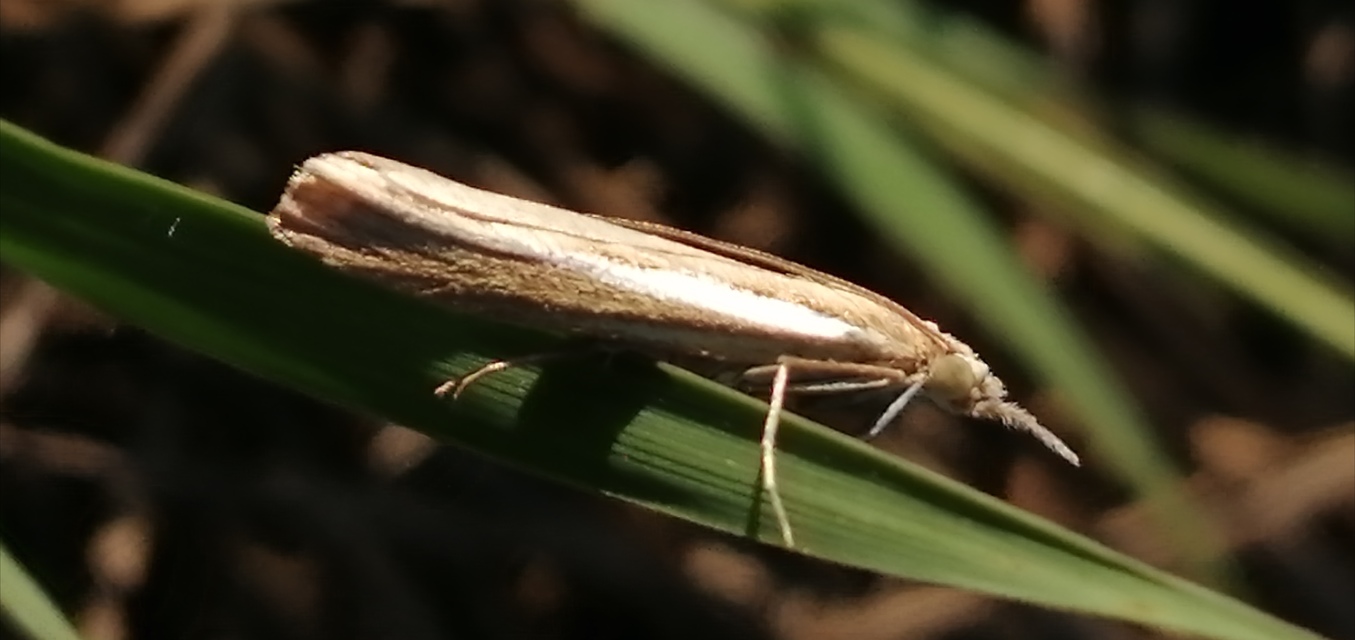 Agriphila