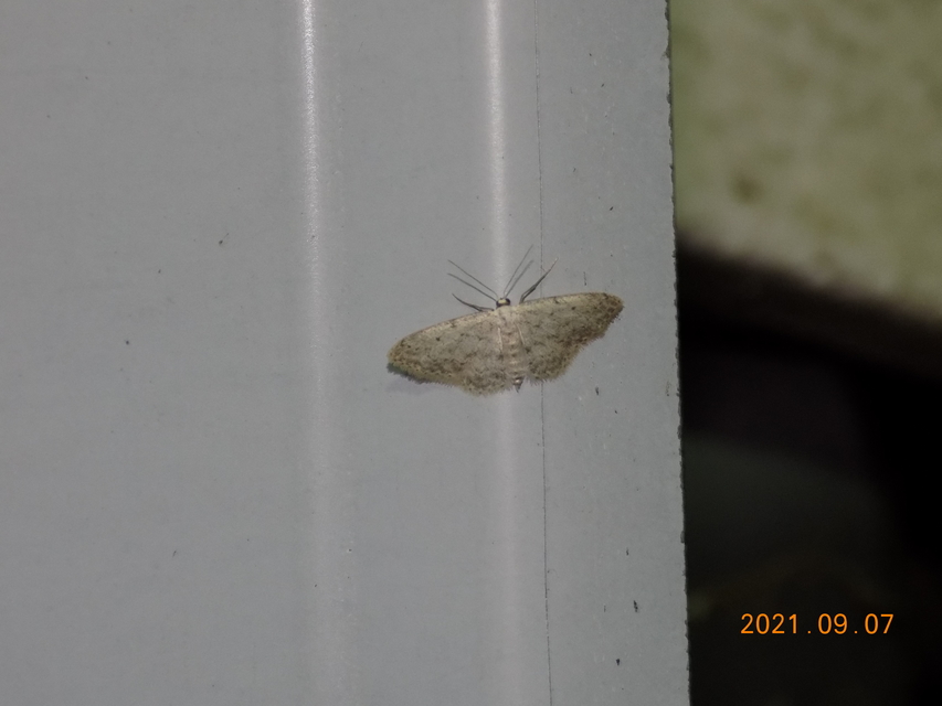 Idaea dimidiata - gyakori apróaraszoló