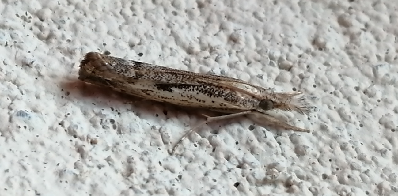 Agriphila tolli - síksági fűgyökérmoly