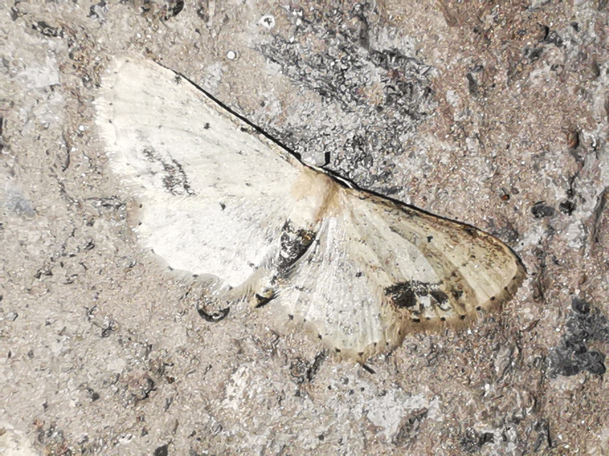 Idaea dimidiata - gyakori apróaraszoló