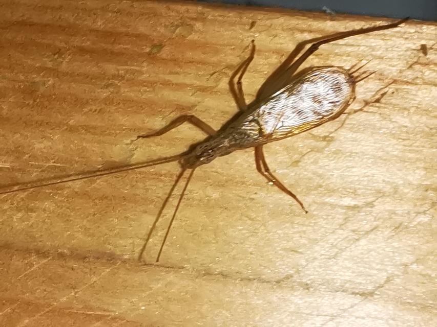 Oecanthus pellucens - pirregőtücsök