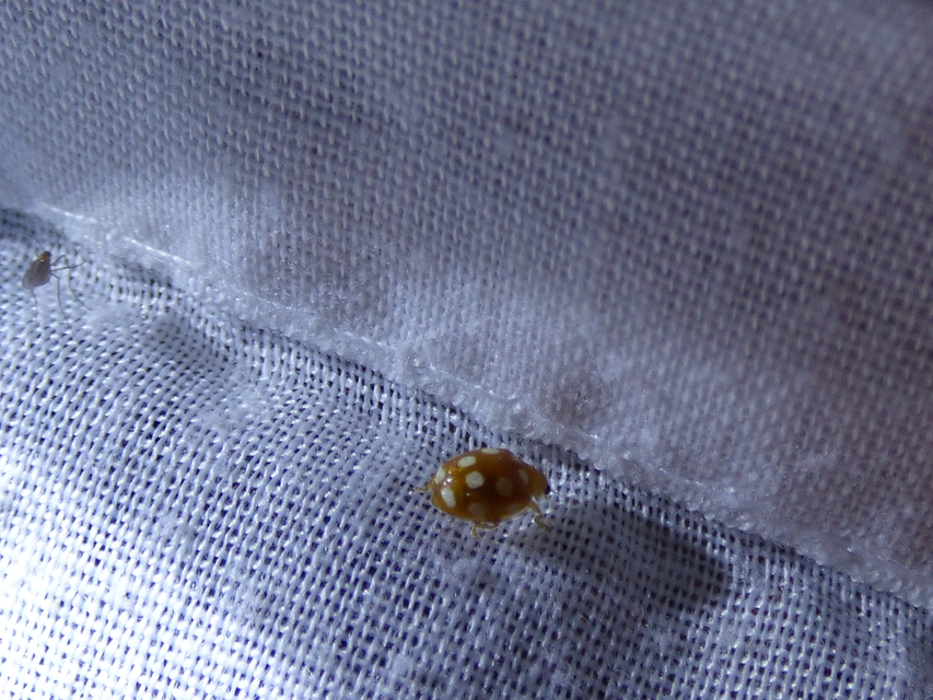 Vibidia duodecimguttata - tizenkétcseppes füsskata