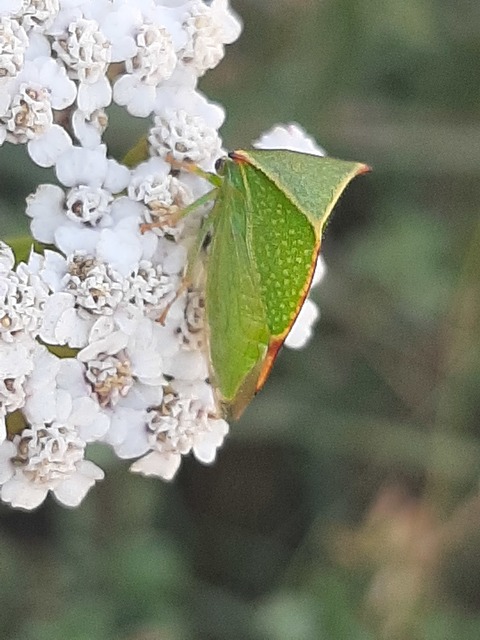 Stictocephala bisonia - bivalykabóca