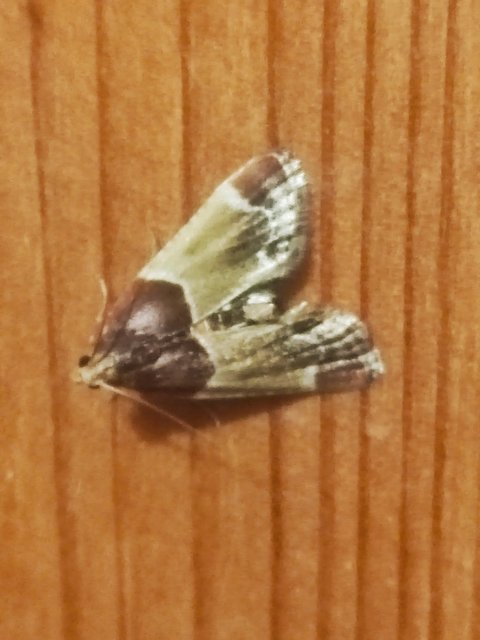 Pyralis farinalis - lisztilonca