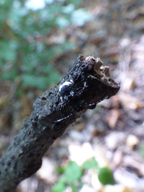 Platystomos albinus - nagybajuszú orrosbogár