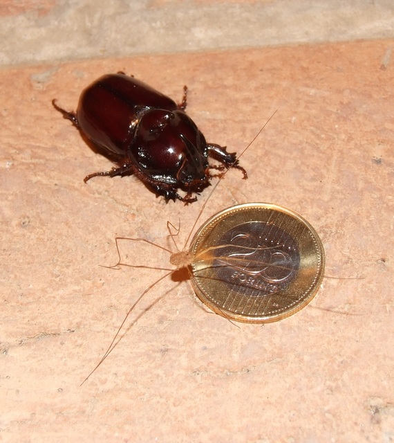 Rilaena triangularis