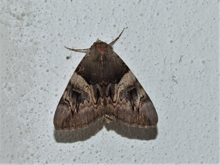 Catocala fulminea - galagonya-övesbagoly