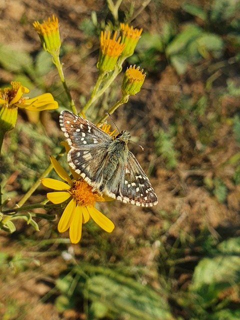 Pyrgus armoricanus - feles busalepke