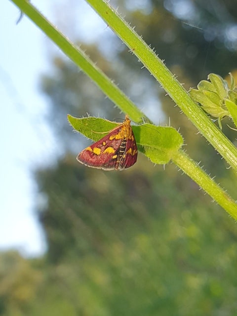 Pyrausta aurata - aranyló bíbormoly