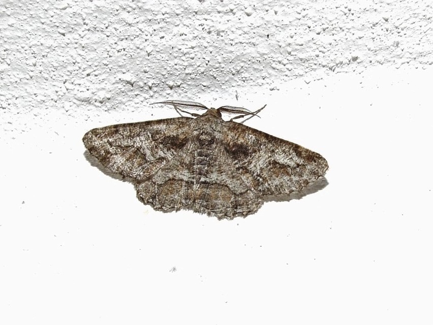 Synopsia sociaria - ürömaraszoló