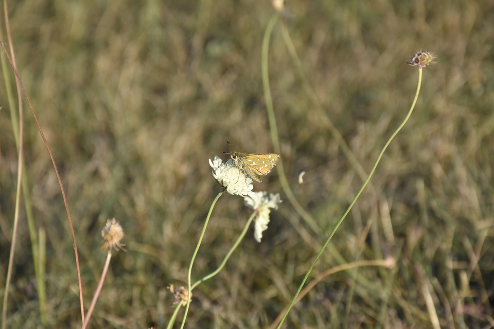 Hesperia comma - vesszős busalepke