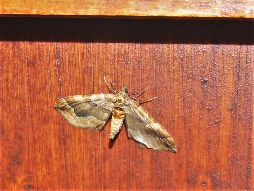 Pelurga comitata - nagy tarkaaraszoló