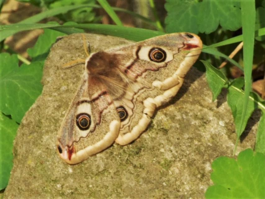 Saturnia pavoniella/pavonia