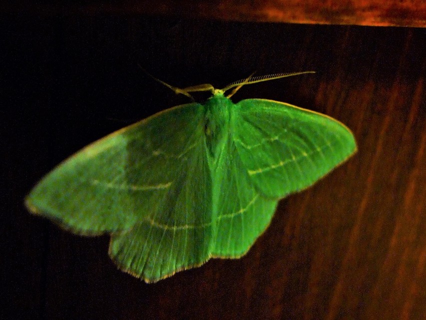 Hemistola chrysoprasaria - kékes zöldaraszoló