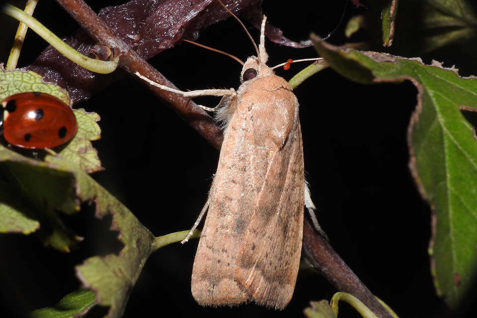 Noctua interjecta - zömök sárgafűbagoly