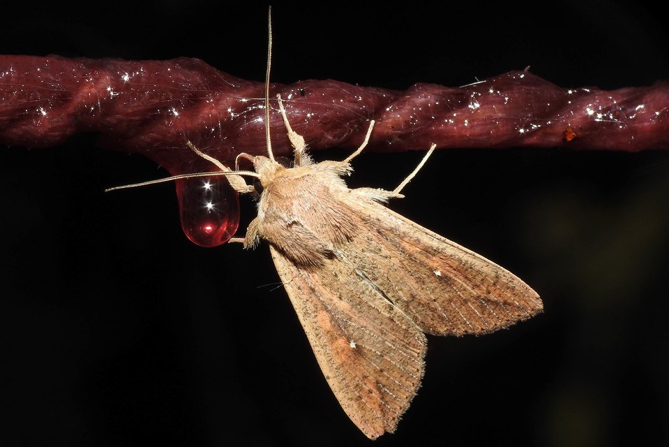Mythimna unipuncta - hordabagoly
