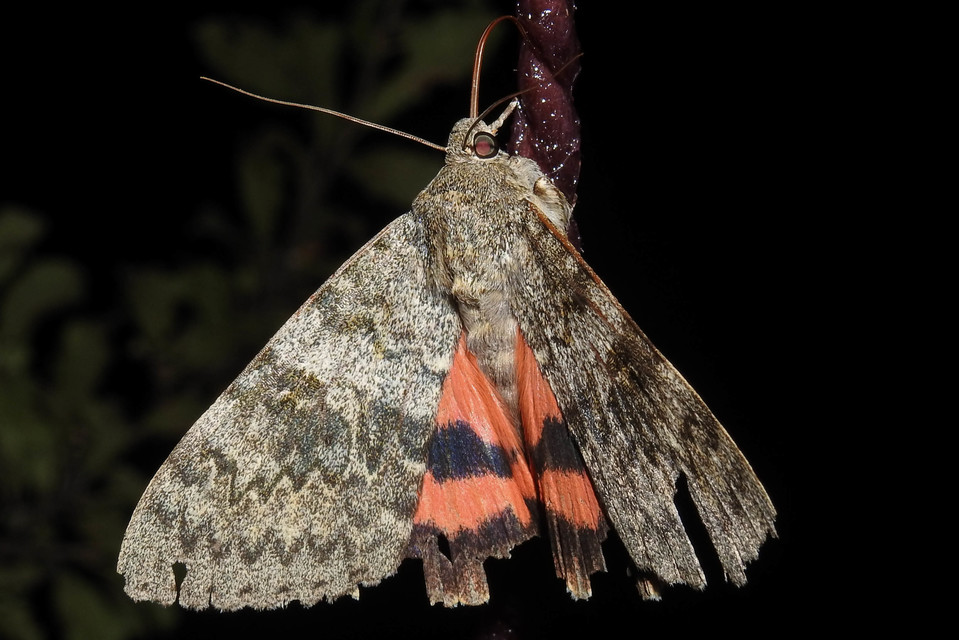 Catocala elocata - közönséges övesbagoly