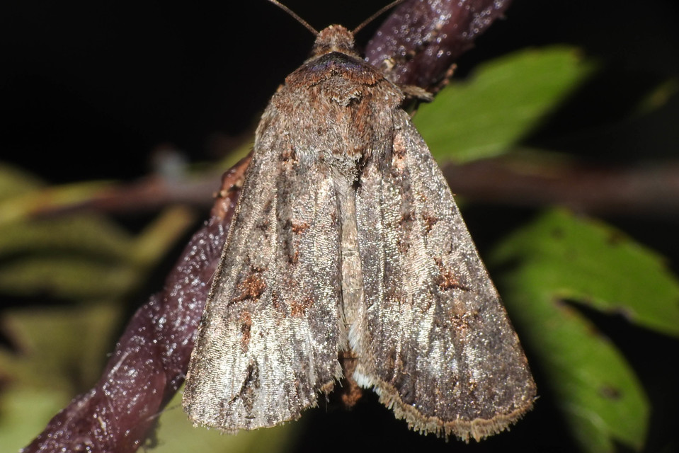Euxoa tritici/nigrofusca/eruta