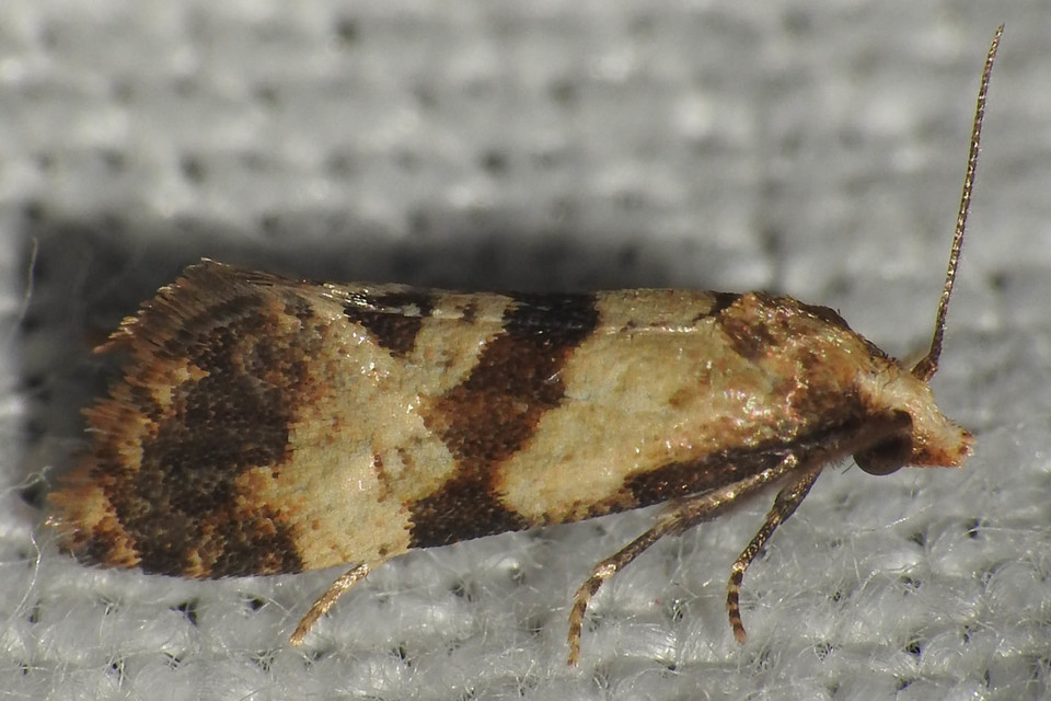 Phalonidia contractana - pipitér-fúrómoly