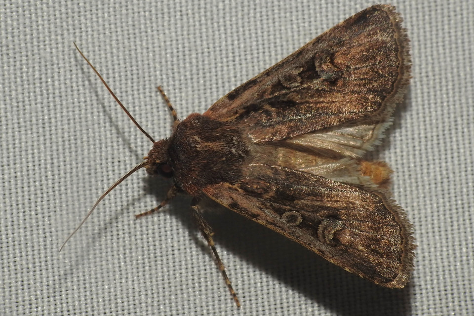 Euxoa tritici/nigrofusca/eruta