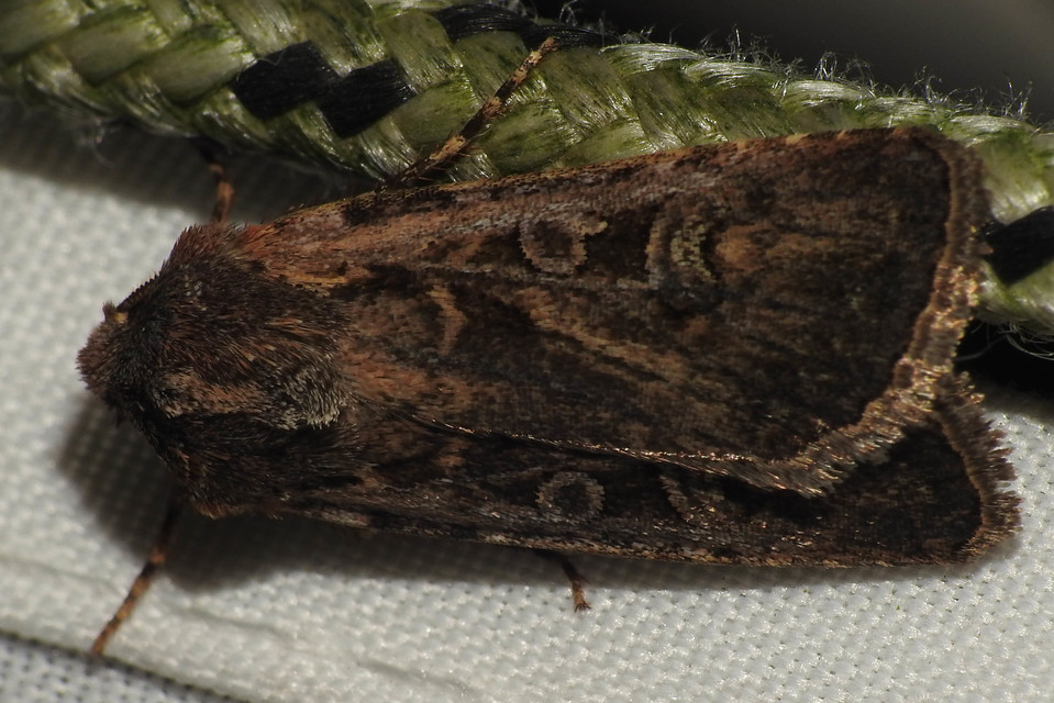 Euxoa tritici/nigrofusca/eruta