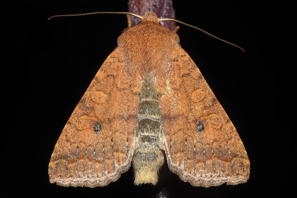 Sunira circellaris - okkersárga őszibagoly