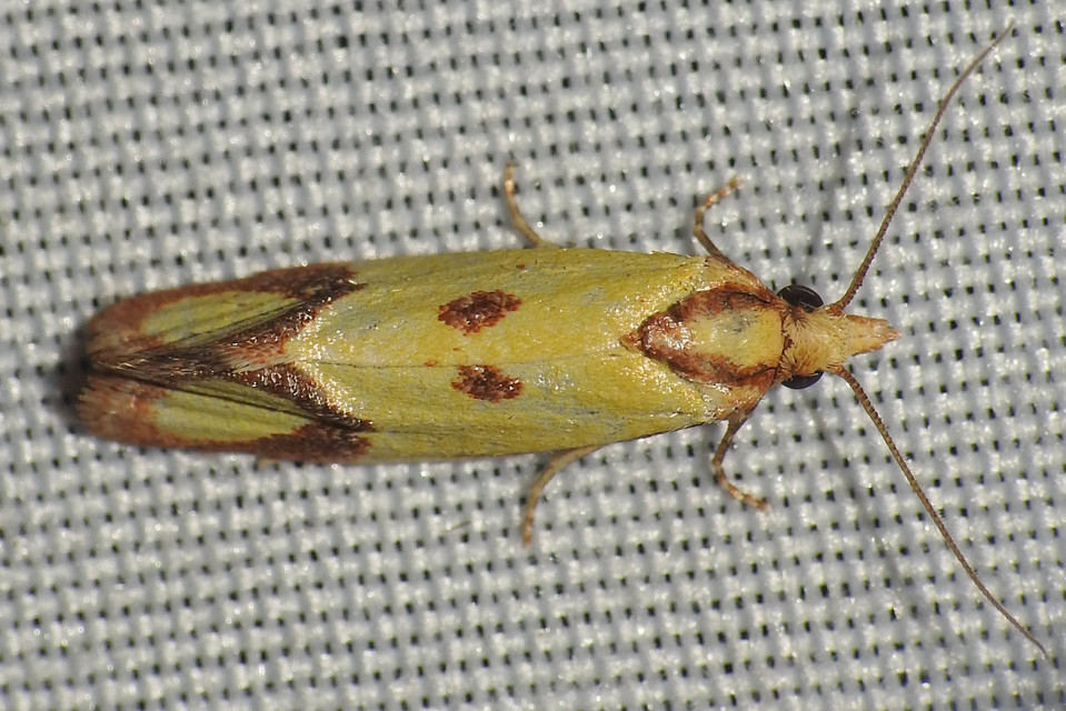 Agapeta zoegana - barnacsíkos sárgamoly