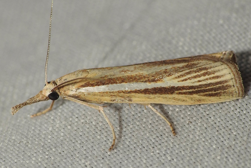 Agriphila