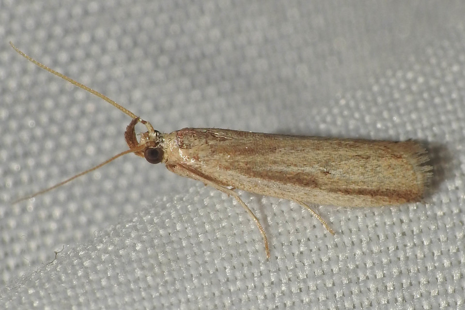 Hypsotropa unipunctella - sztyeppréti karcsúmoly