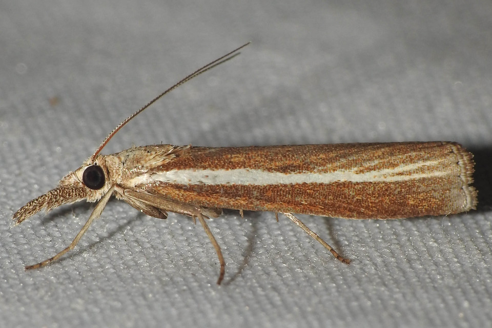 Agriphila