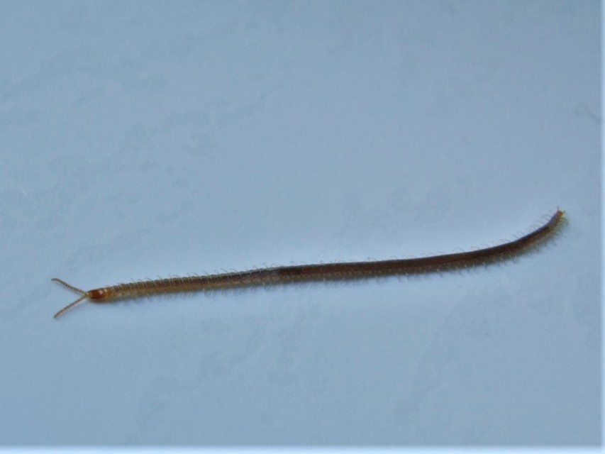 Geophilidae